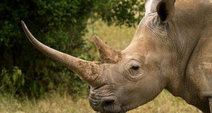 Rinoceronte Fotografado de Lado