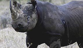 Rinoceronte Preto