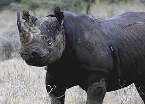 Rinoceronte Preto
