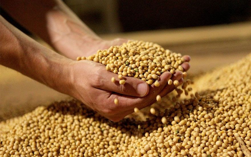O Que Pode Ser Feito Com a Soja? Quais os Alimentos Tem Soja?