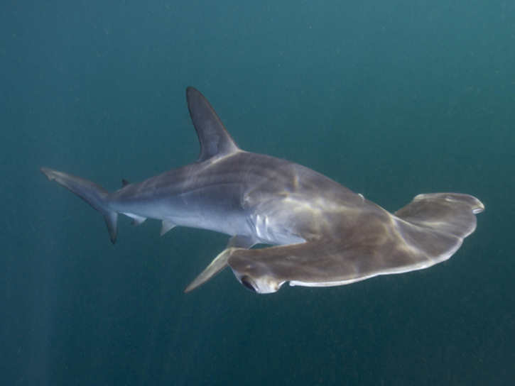 Sphyrna Zygaena