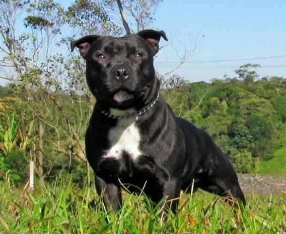 Staffordshire Bull Terrier