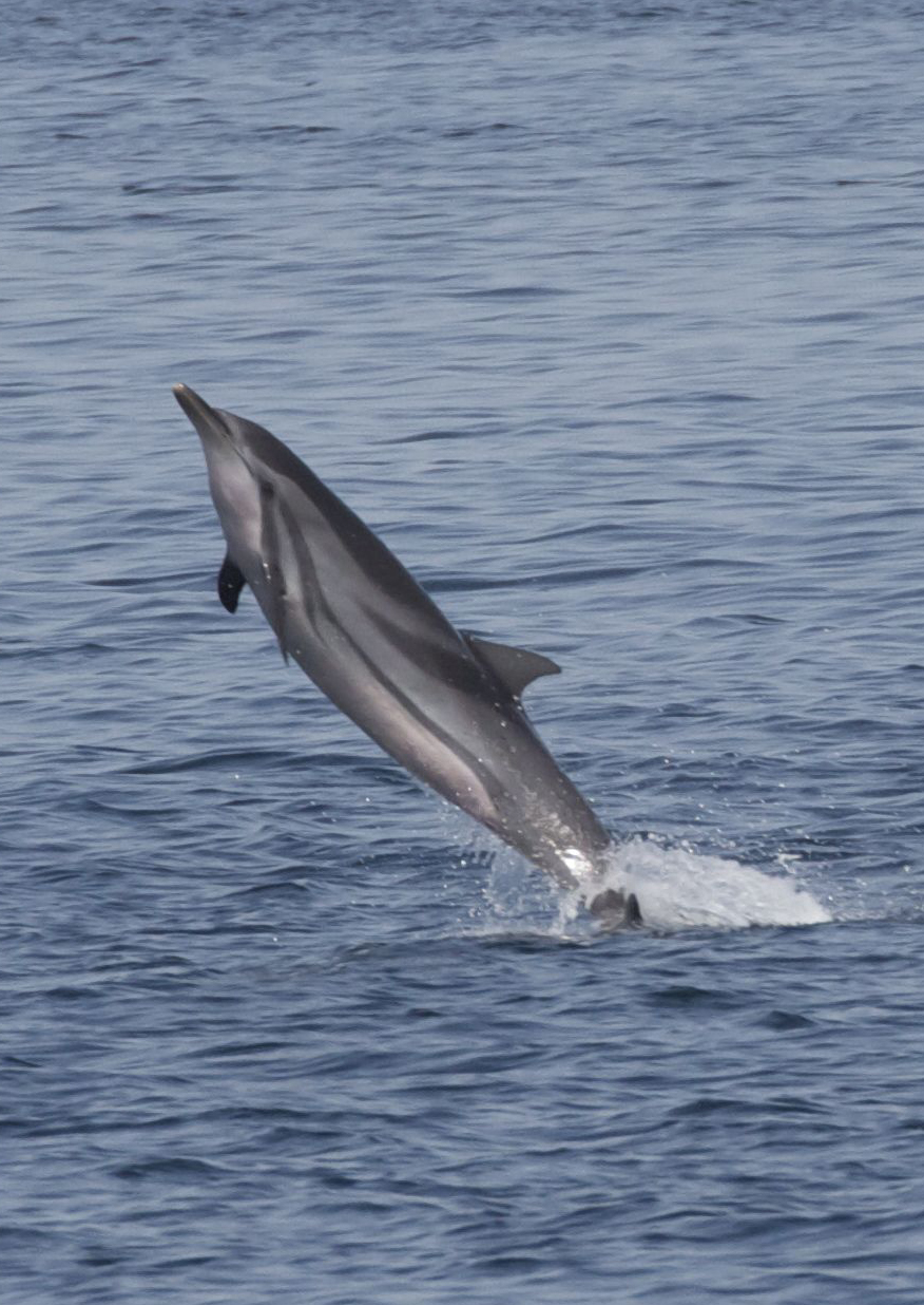 Stenella Coeruleoalba