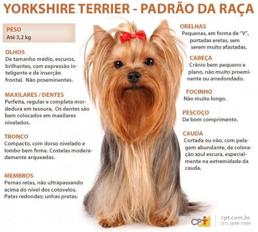 Tamanho E Peso Do Yorkshire