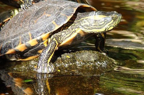 Ciclo de Vida da Tartaruga: Quantos Anos Elas Vivem? | Mundo Ecologia