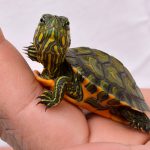 Tartaruga Tigre D’água de Estimação
