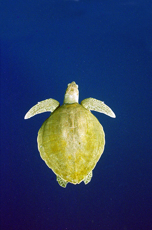 Tartaruga Verde-Oliva