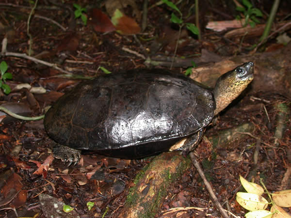 Tartaruga da Madeira