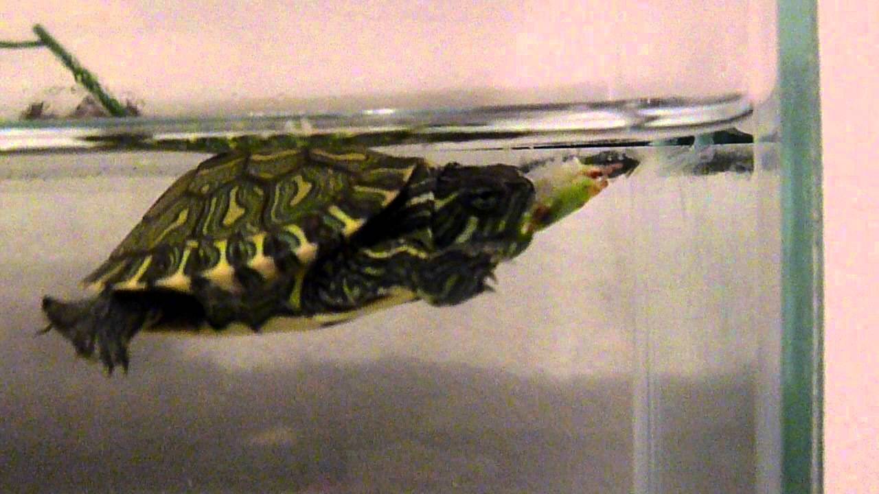 Tartaruga de Aquário Comendo