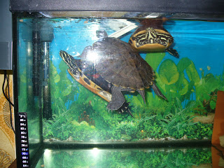 Tartarugas Em Aquários