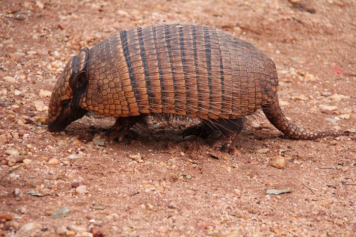 Tatu Andando no Chão