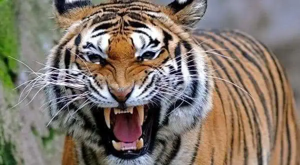 Tigre Mostrando os Dentes