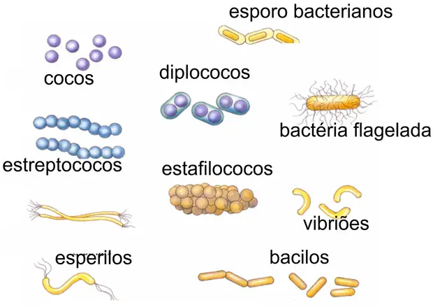 Tipos de Bactérias 