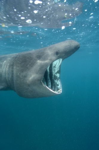 Tubarão Boca Grande Fotografado de Lado
