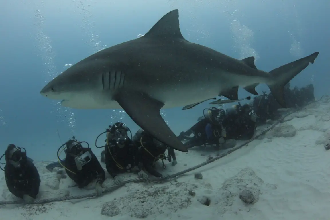 Tubarão Cabeça-Chata Nadando Próximo a uma Equipe de Mergulhadores 
