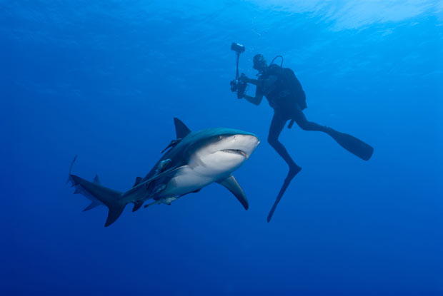 Tubarão Cabeça-Chata Nadando em Direção a um Mergulhador 
