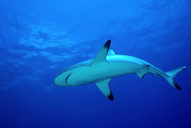 Tubarão Cinzento Dos Recifes, Fotografado Por Baixo