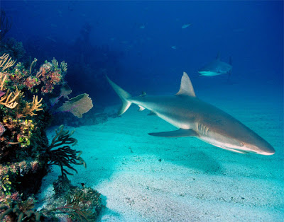 Tubarão Cinzento dos Recifes