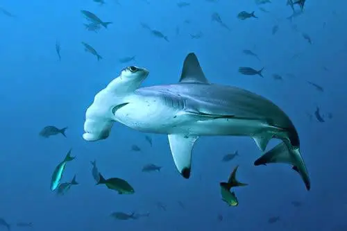 Tubarão Martelo no Fundo do Mar 