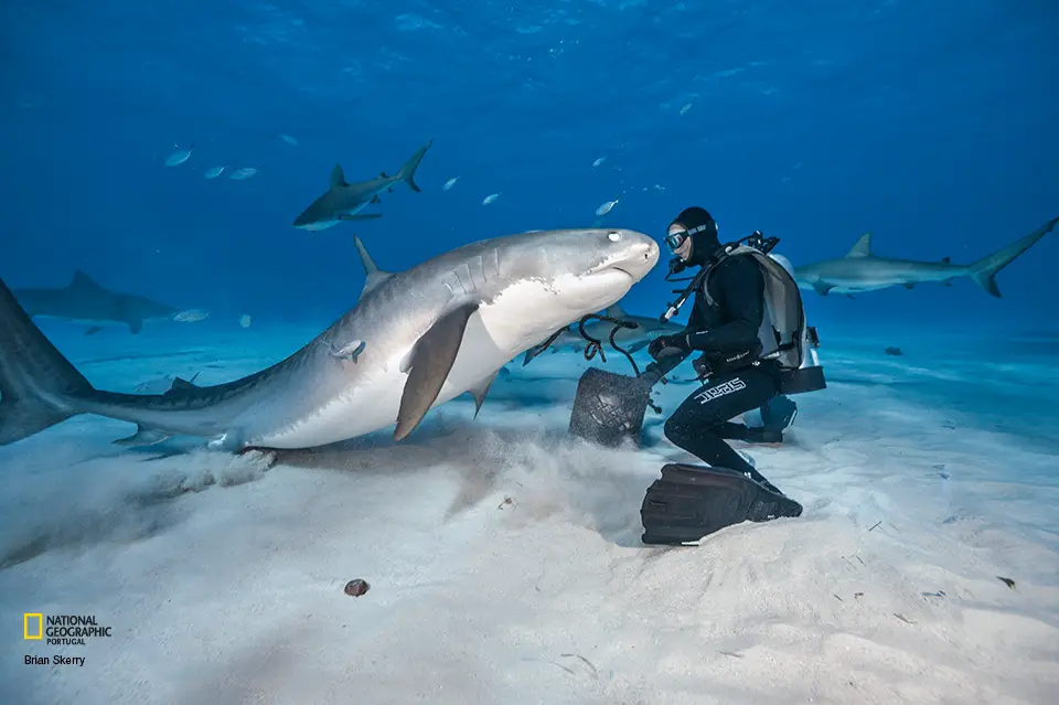 Tubarão Tigre Muito Próximo a um Mergulhador 