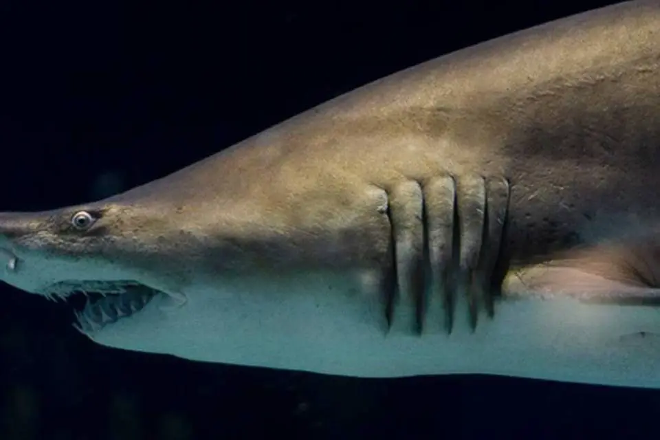Tubarão Touro
