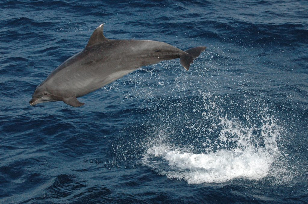 Tursiops Truncatus