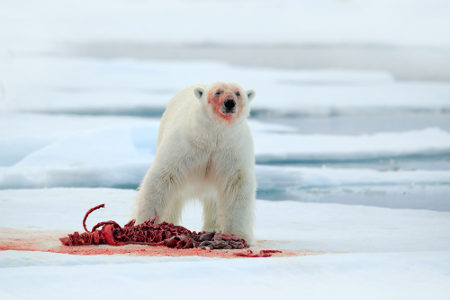 Urso Polar