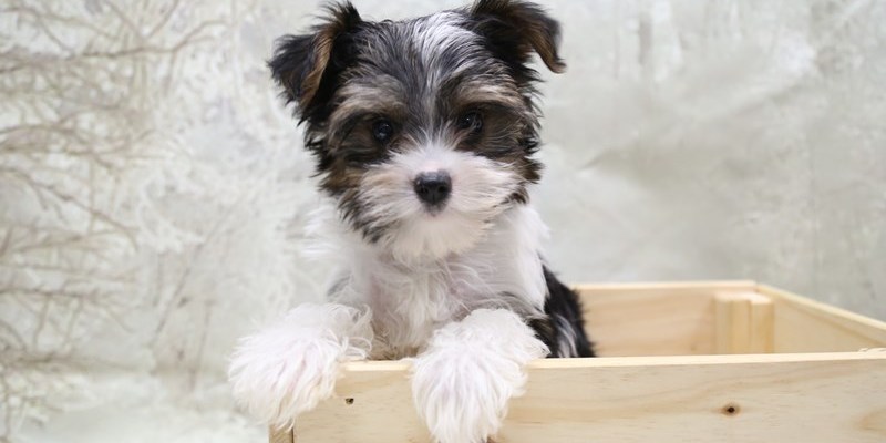 Yorkshire Biewer Terrier