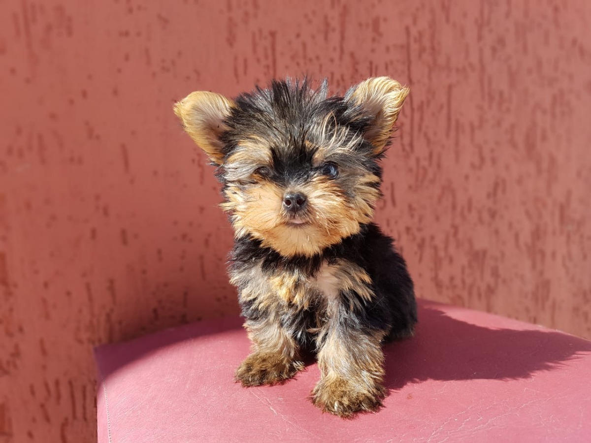 Yorkshire Terrier Mini