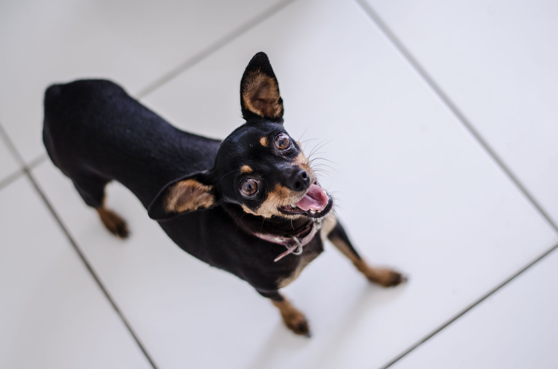 Pinscher Alemão (German Pinscher) adulto preto-e-castanho, raça de porte médio