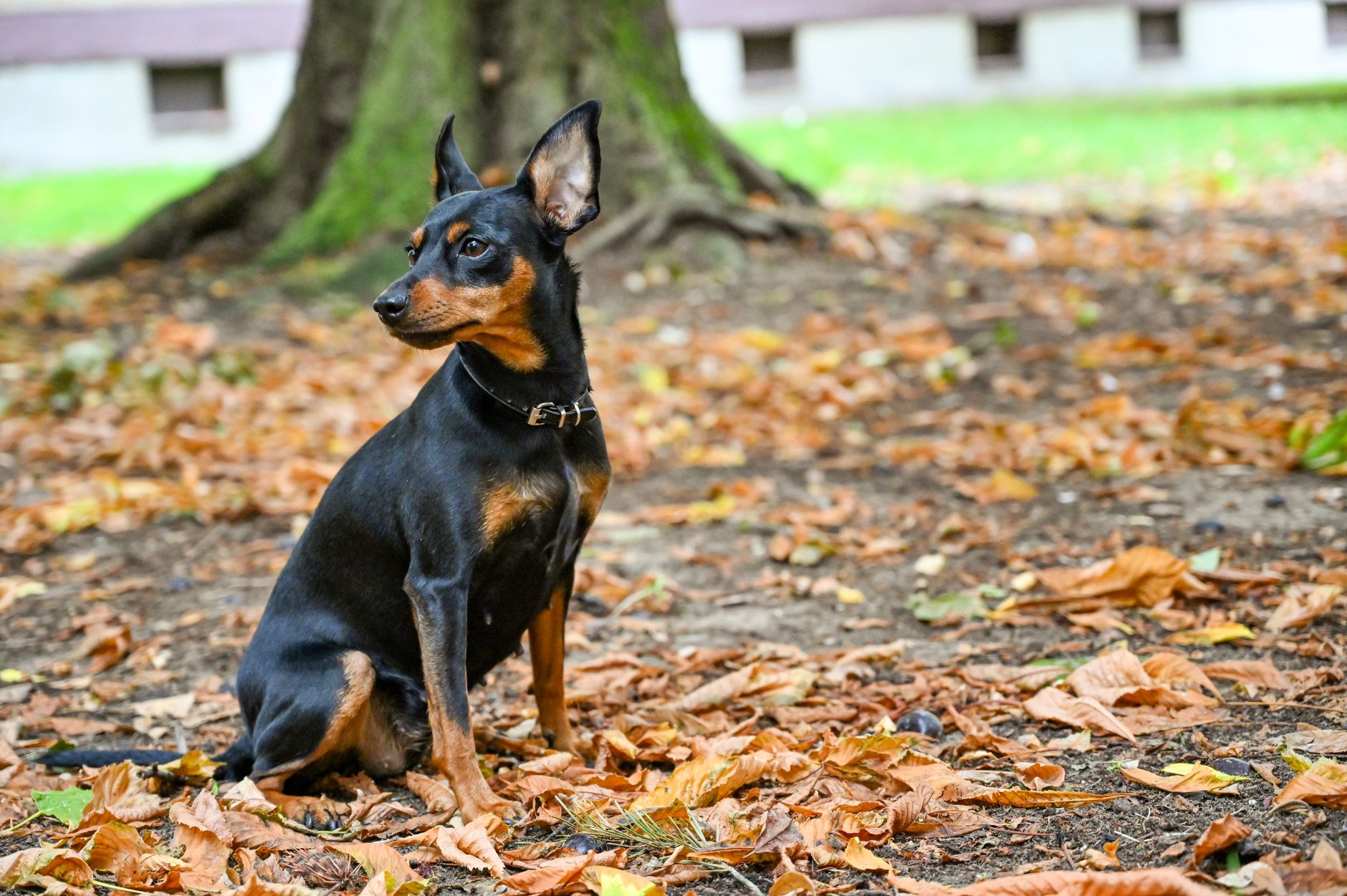 Pinscher Alemão de pelagem vermelha em pé, mostrando o porte médio e atlético da raça