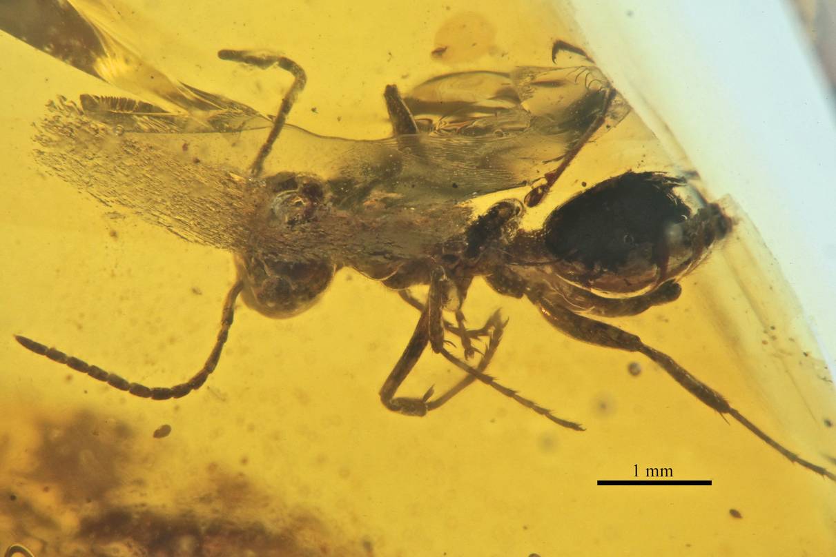 sphecomyrma Freyi