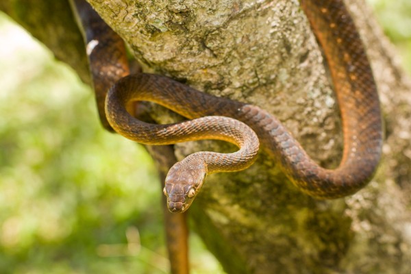 A Cobra Marrom