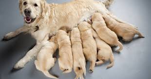 Cachorro com 6 Meses Já Pode Cruzar e Engravidar Uma Cadela? | Mundo ...