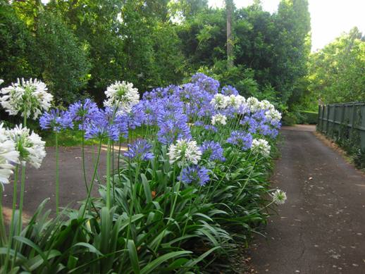 História da Flor Agapanto, Significado e Origem da Flor | Mundo Ecologia