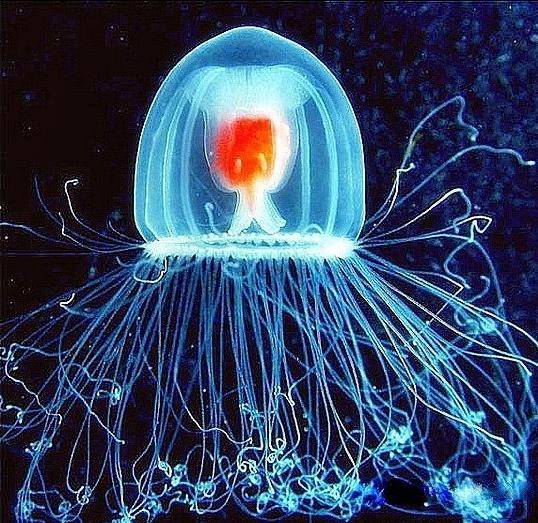 Agua Viva Turritopsis Dohrnii