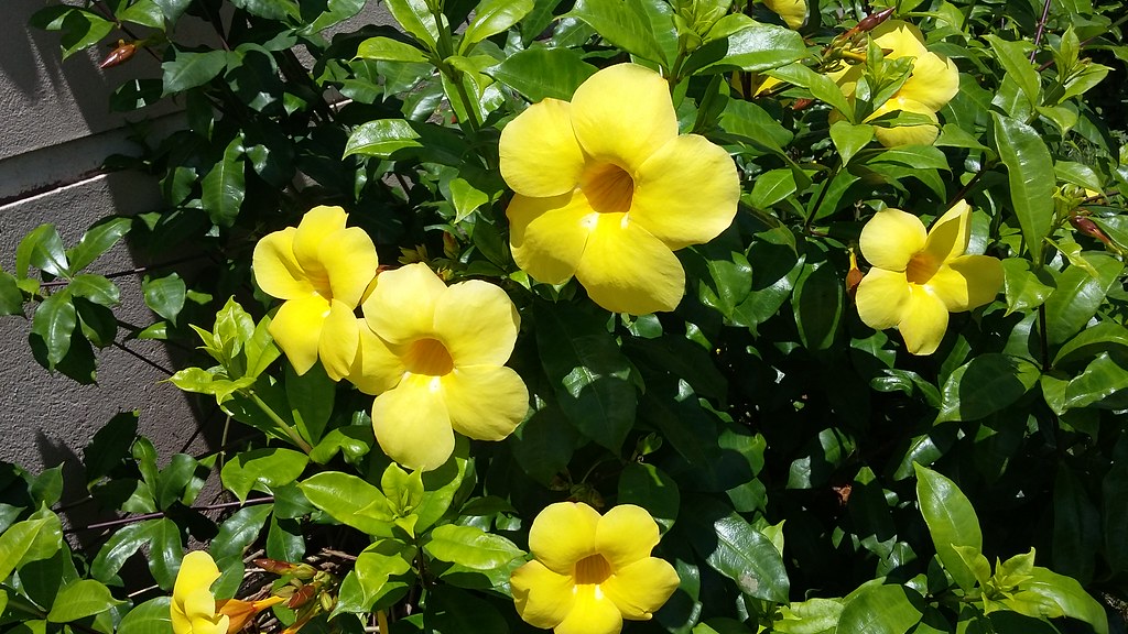 Alamanda Branca ou Amarela: Nome Cientifico, Cuidados e Fotos | Mundo  Ecologia