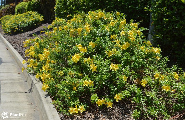 Alamanda Cathartica no Canteiro