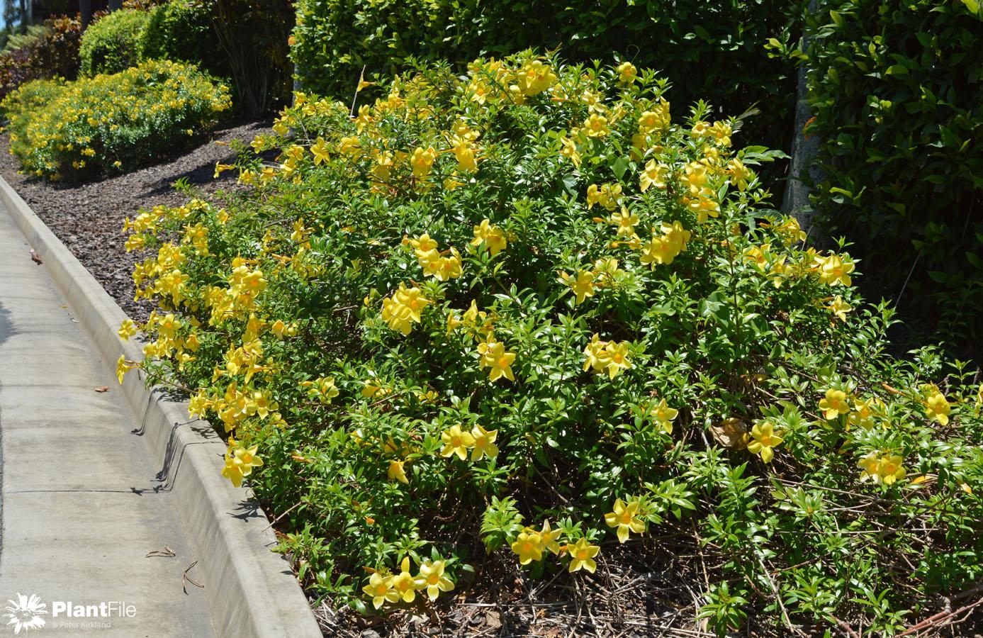 Alamanda Cathartica no Canteiro