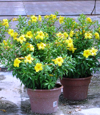 Alamanda Cathartica no Vaso