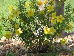 Alamanda Trepadeira: Características, Flor, Como Cuidar e Fotos | Mundo  Ecologia