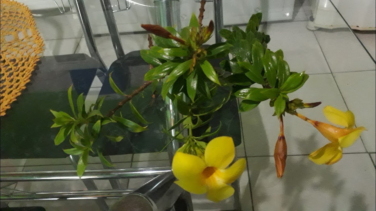 Alamanda Trepadeira Murcha