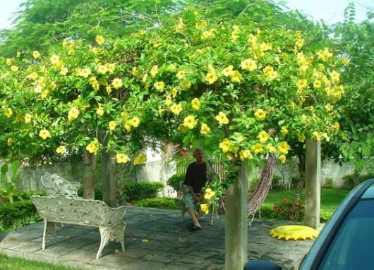 Alamanda no Pergolado