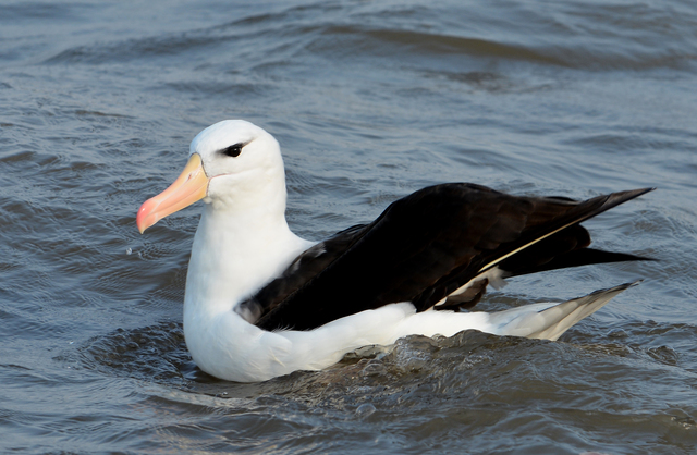 Albatroz-de-Sombracelha 