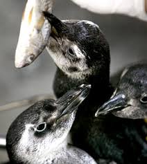 Pinguim-de-Magalhães em ato de alimentação no mar capturando peixe pequeno