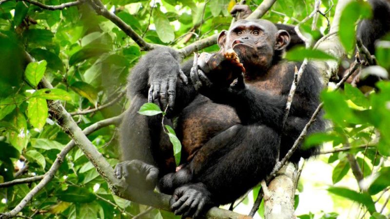 Alimentação Dos Chimpanzés 