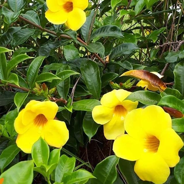 Allamanda Amarela