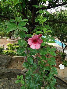 Alamanda Vinho: Nome Cientifico, Cuidados Com a Flor e Fotos | Mundo  Ecologia