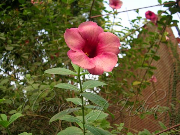 Alamanda Vinho: Nome Cientifico, Cuidados Com a Flor e Fotos | Mundo  Ecologia