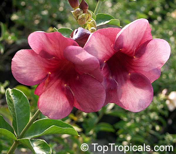 Alamanda Vinho: Nome Cientifico, Cuidados Com a Flor e Fotos | Mundo  Ecologia